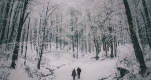 Snowy Forest from Wintry Reads to Cuddle Up With This December | bookriot.com
