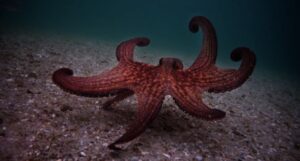 image of an octopus underwater in a still frame from MY OCTOPUS TEACHER (2020) https://www.imdb.com/title/tt12888462/mediaviewer/rm665231617/