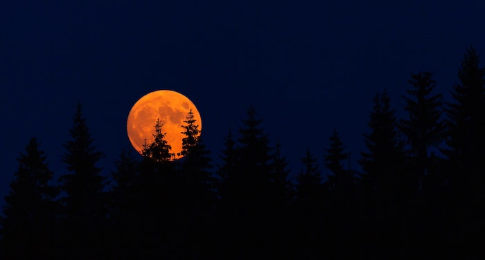 Image of big orange moon behind trees