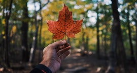a brown-skinned hand holding up a red maple leaf in front of a backdrop of trees
