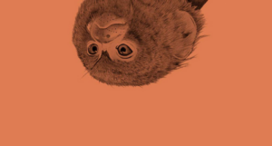 a cropped cover of Mitz, showing an illustration of a marmoset's head
