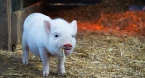 photo of an adorable pig by Christopher Carson