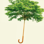 a cropped cover of More, showing a treetop as an umbrella