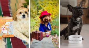 three images of dogs posed with bookish accessories