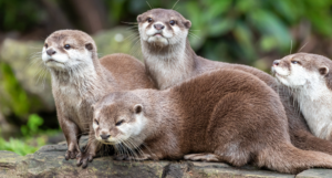 a photo of a group of otters