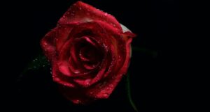 a dewy rose set against a dark background