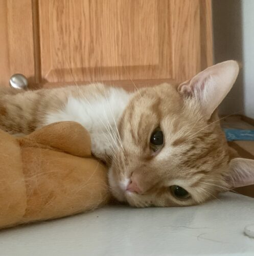 orange cat lying on its side in a tan cat bed; photo by Liberty Hardy