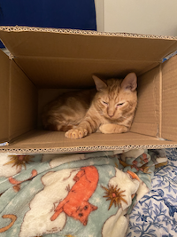 orange cat in a box