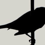 the silhouette of a small bird perched on a vertical branch