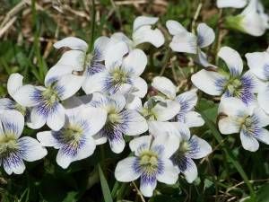 white violets 2