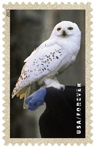 hedwig stamp