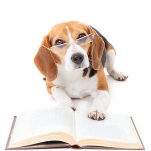 dog reading book