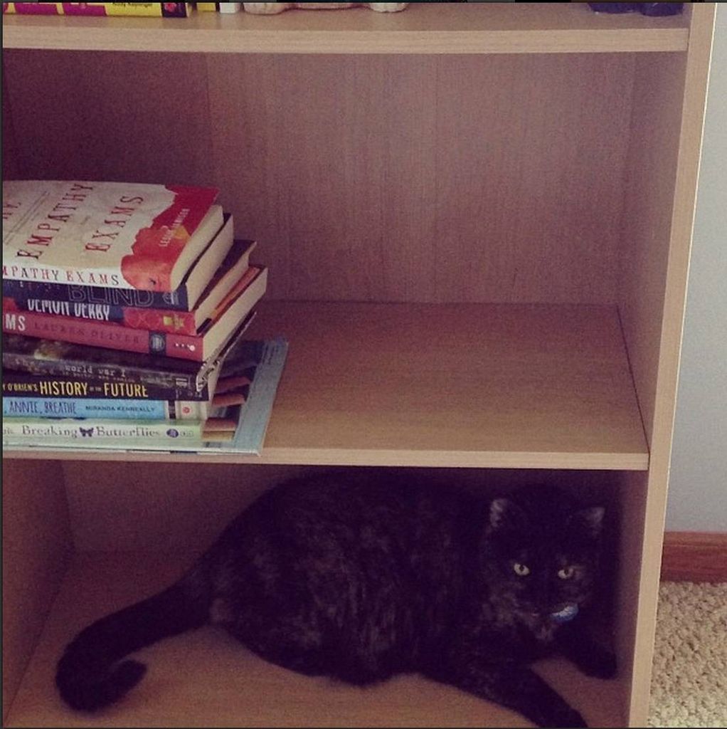 kelly cat j bookshelf