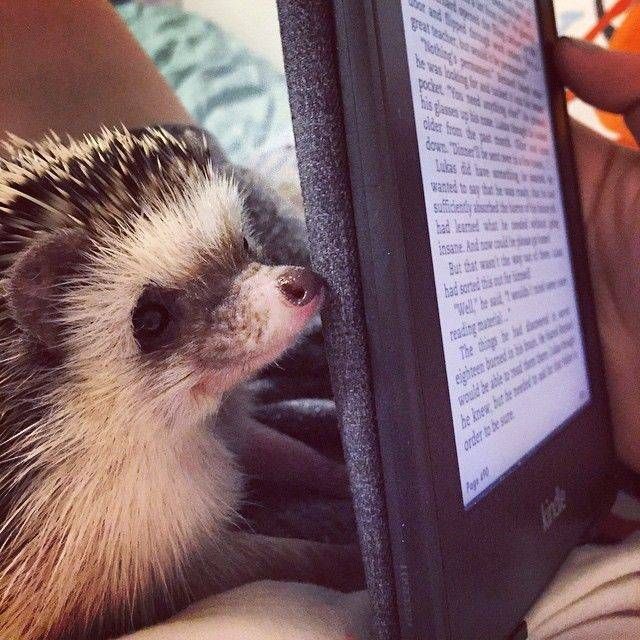 Clementine the hedgehog is curious about e-readers.  