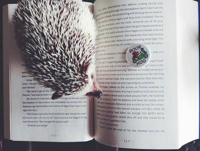 Ernest Hedgingway, the well-known bookish hedgehog, reading Marissa Meyer's CRESS