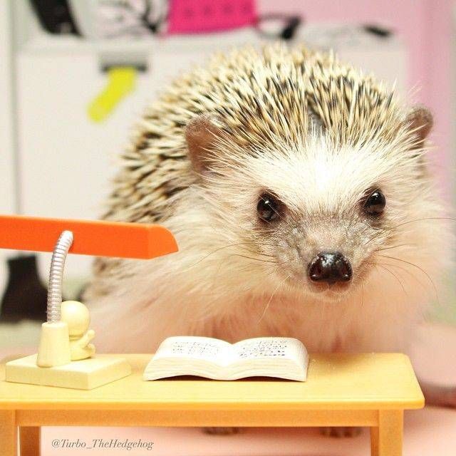 Turbo the hedgehog reads at his desk.