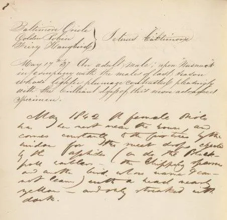 Henry David Thoreau's notes on the Baltimore Oriole