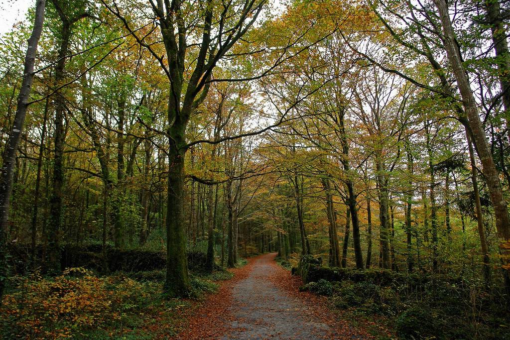 coole park ireland coole park
