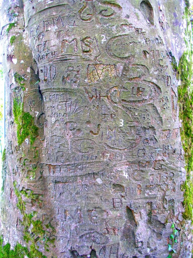 coole park autograph tree ireland coole park autograph tree