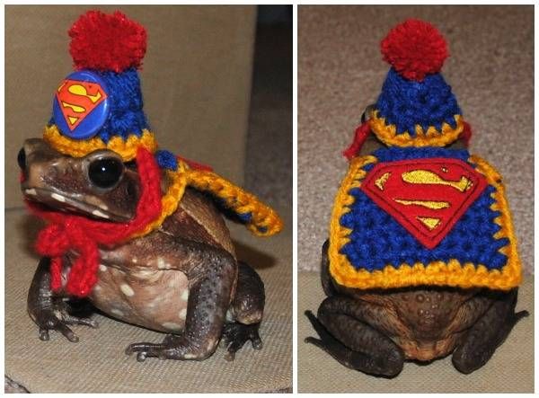A frog in a Superman costume, because the world is a glorious place and bookish pet costumes exist for all kinds of animals.