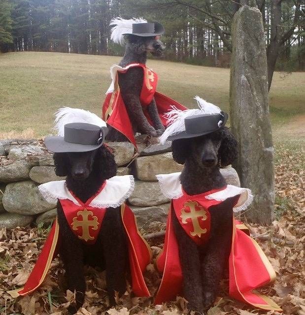 The 3 Dogateers - an all-canine rendition of The Three Musketeers, thanks to these amazing bookish pet costumes.