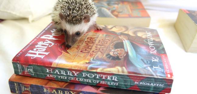 Adorable Animals Reading Books