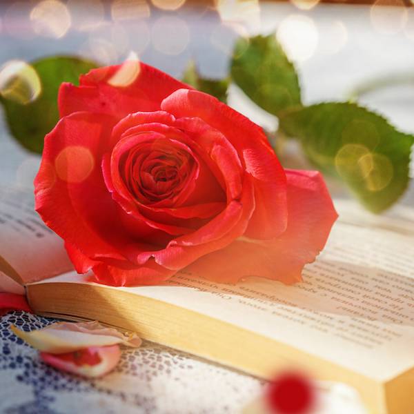 Pink Rose And Book On Table In Sunlight, Soft Focus. Valentines