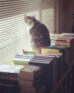 catbookswindow