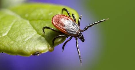 7 Books to Read for Lyme Disease Awareness Month