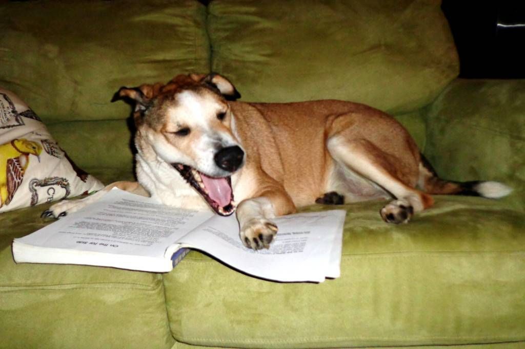 Dog laughing at a book