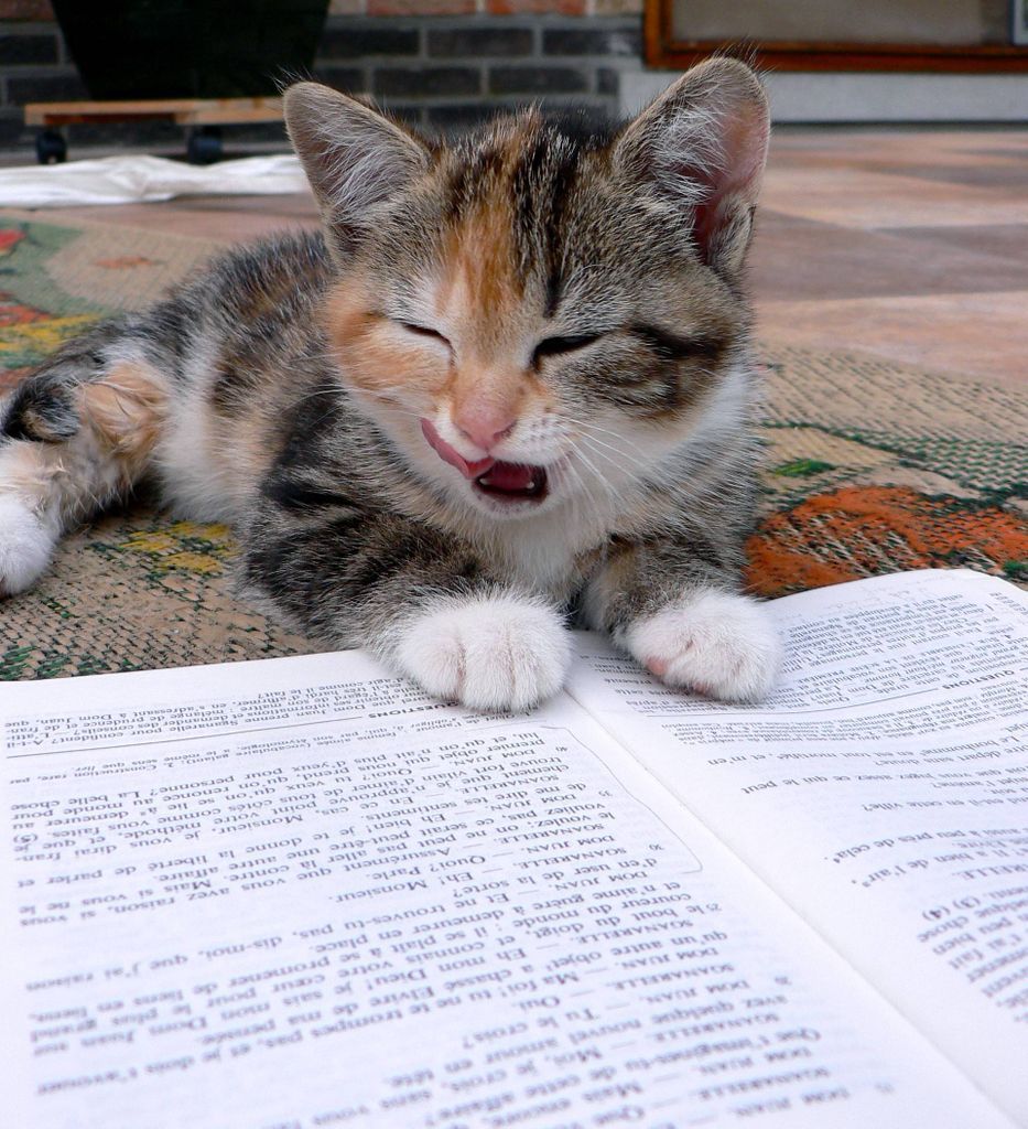 Tired Kitten Reading