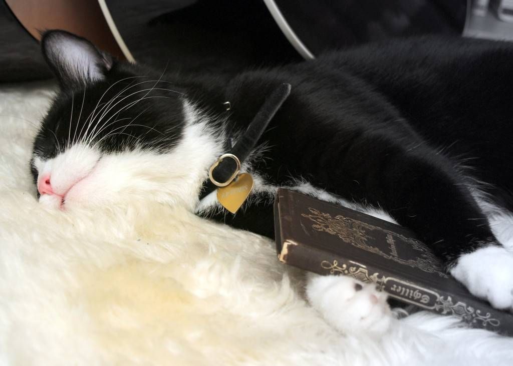 Cat Asleep on a Copy of Schiller