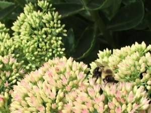 bee in plant