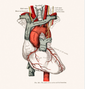heart-sketch-grays-anatomy