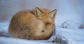 10 Fascinating Animal Books