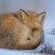 10 Fascinating Animal Books