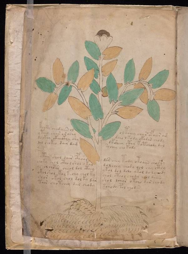 Voynich Manuscript page