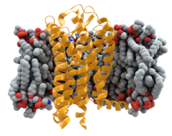 Delta-32 mutation