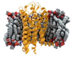 Delta-32 mutation