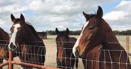 5 Contemporary Horse Books for Your Literary Stables | BookRiot.com #horses #reading #books