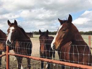 5 Contemporary Horse Books for Your Literary Stables | BookRiot.com #horses #reading #books