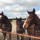 5 Contemporary Horse Books for Your Literary Stables | BookRiot.com #horses #reading #books