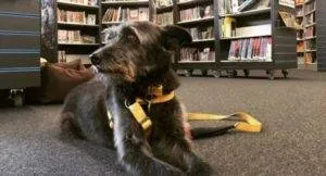 PAWS to Read