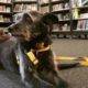 PAWS to Read