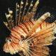 lionfish on a black background