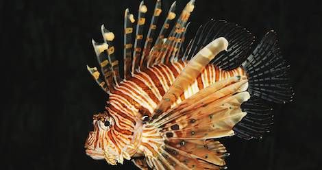 lionfish on a black background