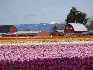 Rows of tulips in front of barns with Mount Baker in the background