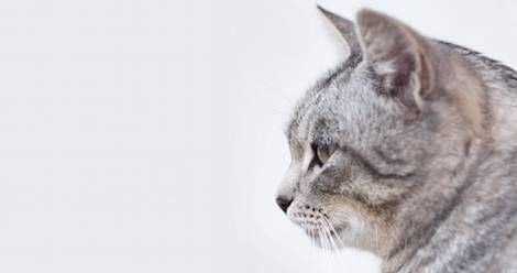 SCAREDY CAT SIDE QUEST! - HARRY POTTER: HOGWARTS MYSTERY 
