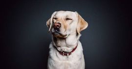 10 More Heartwarming Books for Dog Lovers