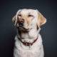 10 More Heartwarming Books for Dog Lovers